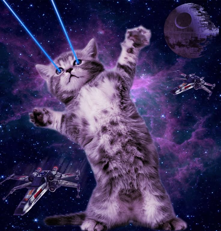 Hold the Cosmic Cat